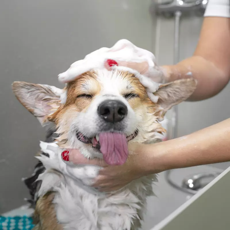 Pet Care